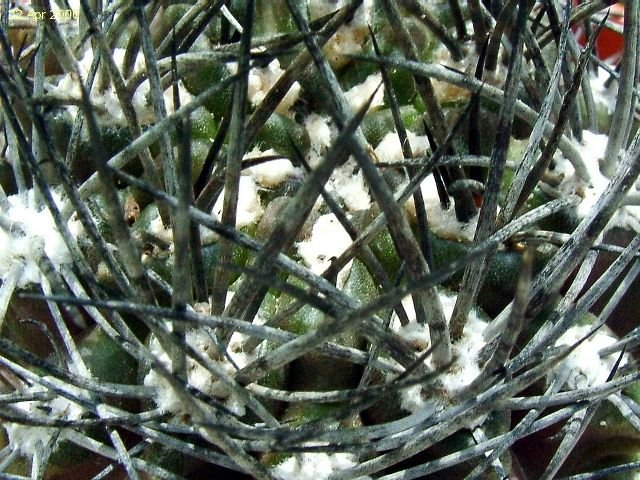 Eriosyce _taltalensis_ ssp.taltalensis_ 04